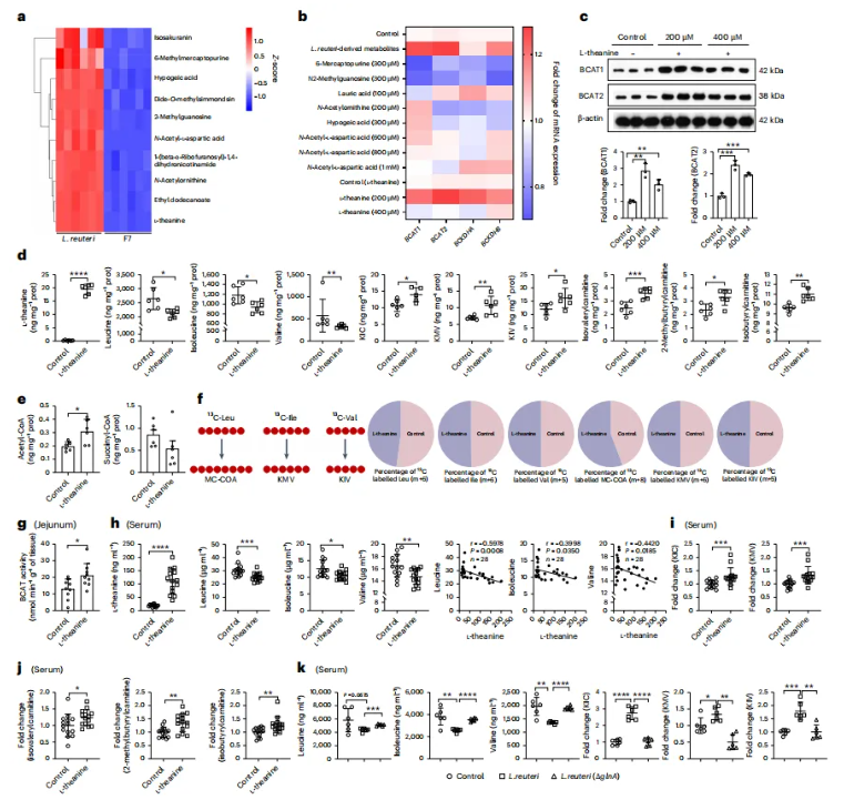 nat.microbiol.(IF=19.4)|华南农大研究团队发现代谢疾病治疗新思路，一株乳杆菌凭借茶氨酸层层解锁BCAA代谢密码(图6)