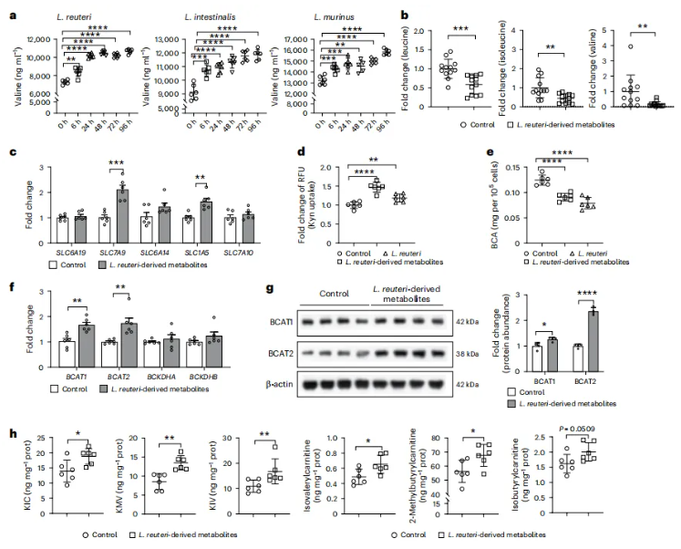 nat.microbiol.(IF=19.4)|华南农大研究团队发现代谢疾病治疗新思路，一株乳杆菌凭借茶氨酸层层解锁BCAA代谢密码(图5)