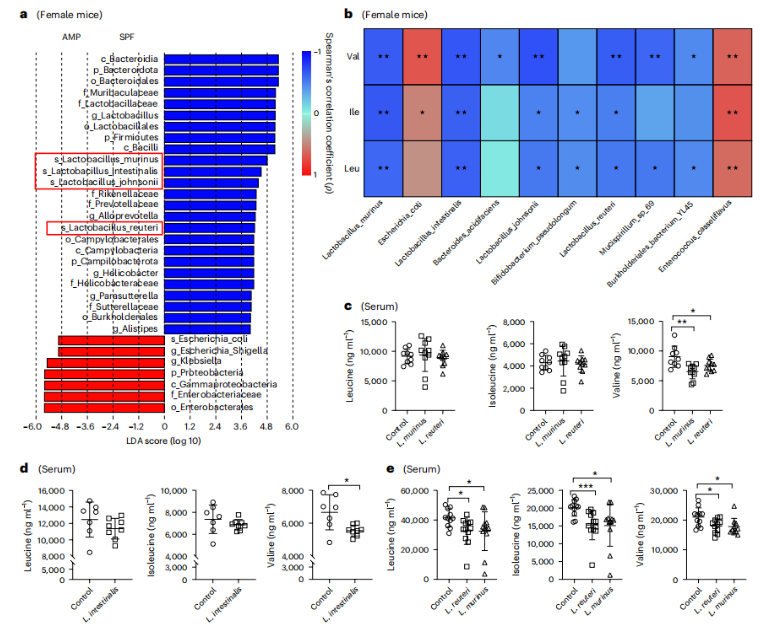 nat.microbiol.(IF=19.4)|华南农大研究团队发现代谢疾病治疗新思路，一株乳杆菌凭借茶氨酸层层解锁BCAA代谢密码(图4)