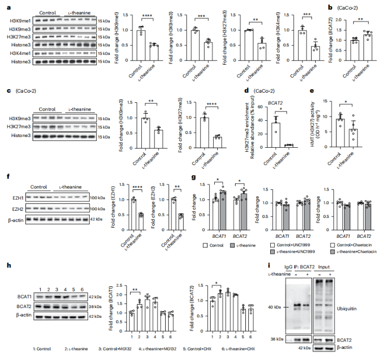 nat.microbiol.(IF=19.4)|华南农大研究团队发现代谢疾病治疗新思路，一株乳杆菌凭借茶氨酸层层解锁BCAA代谢密码(图7)
