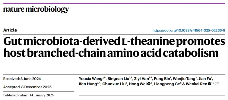 nat.microbiol.(IF=19.4)|华南农大研究团队发现代谢疾病治疗新思路，一株乳杆菌凭借茶氨酸层层解锁BCAA代谢密码(图1)