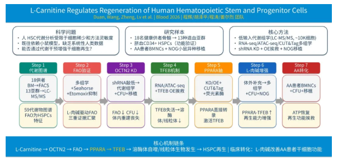 Blood(IF 23.1)|中国中医科学院联合清华大学团队重磅发现:L-肉碱激活PPARA–TFEB轴,重塑造血干细胞再生!(图2) Blood(IF 23.1)|中国中医科学院联合清华大学团队重磅发现:L-肉碱激活PPARA–TFEB轴,重塑造血干细胞再生!(图2)