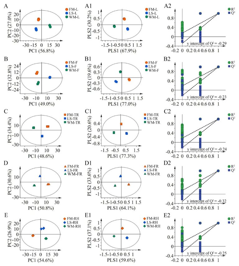 Food Chemistry: X(IF=9.2)|天津理工大学团队揭秘广西莪术精油的“产地-器官-药效”密码!(图3)