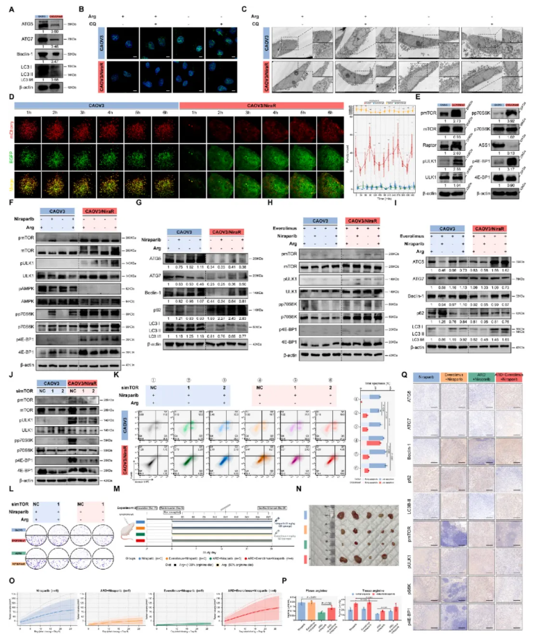 Cancer Letters(IF=11.8)|武汉大学人民医院洪莉教授团队:破解卵巢癌PARP抑制剂耐药,膳食精氨酸限制成为全新增敏策略(图7) Cancer Letters(IF=11.8)|武汉大学人民医院洪莉教授团队:破解卵巢癌PARP抑制剂耐药,膳食精氨酸限制成为全新增敏策略(图7)