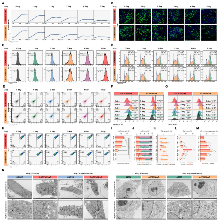 Cancer Letters(IF=11.8)|武汉大学人民医院洪莉教授团队:破解卵巢癌PARP抑制剂耐药,膳食精氨酸限制成为全新增敏策略(图5) Cancer Letters(IF=11.8)|武汉大学人民医院洪莉教授团队:破解卵巢癌PARP抑制剂耐药,膳食精氨酸限制成为全新增敏策略(图5)