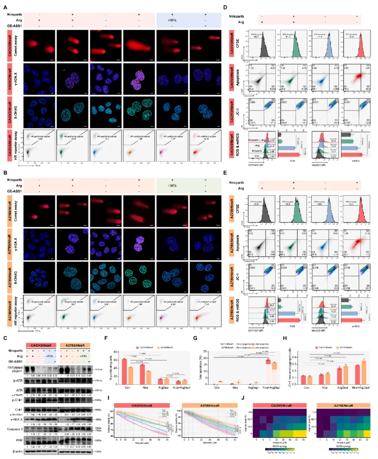 Cancer Letters(IF=11.8)|武汉大学人民医院洪莉教授团队:破解卵巢癌PARP抑制剂耐药,膳食精氨酸限制成为全新增敏策略(图6) Cancer Letters(IF=11.8)|武汉大学人民医院洪莉教授团队:破解卵巢癌PARP抑制剂耐药,膳食精氨酸限制成为全新增敏策略(图6)